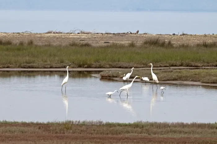 Framed Print : Great and Little Egrets (Egretta garzetta) - in pool with sea behind - Lesvos Framed Print : Great and Little Egrets (Egretta garzetta) - in pool with sea behind - Lesvos