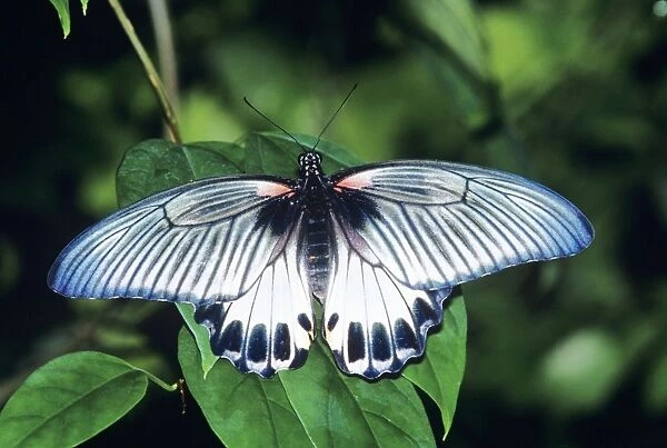 Great Mormon Butterfly Southeast Asia
