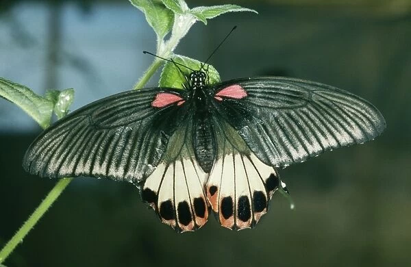 Great Mormon ROG 8897 Female. Sri Lanka, India, Japan, S. China to Sulawesi Philippines, Asia. Papilio memnon © Bob Gibbons  /  ARDEA LONDON
