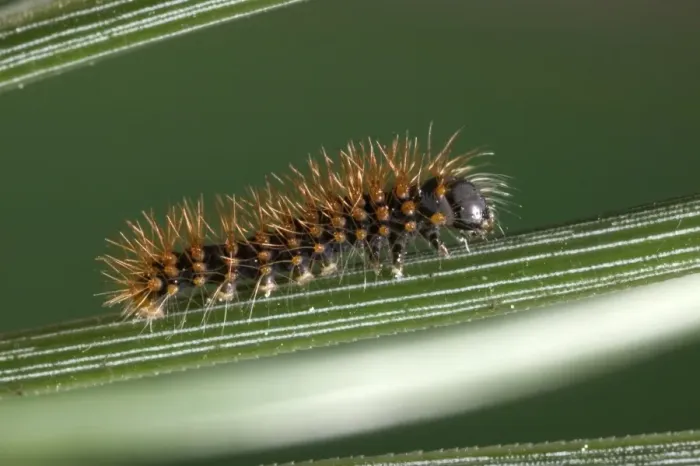Framed Print : Great Peacock Moth - Caterpillar on stem Europe Framed Print : Great Peacock Moth - Caterpillar on stem Europe