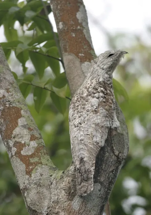 Framed Print : Great Potoo Framed Print : Great Potoo