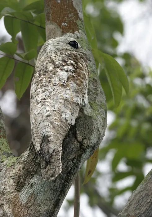 Framed Print : Great Potoo Framed Print : Great Potoo