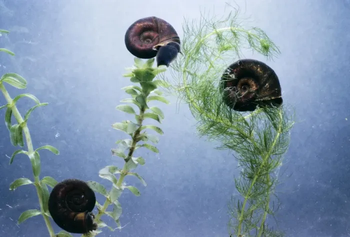 Framed Print : Great Ramshorn Snails Framed Print : Great Ramshorn Snails