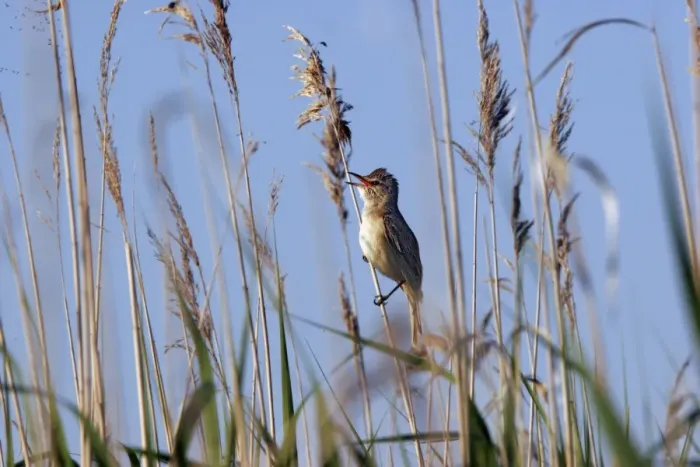 Framed Print : Great Reed-Warbler - Bulgaria Framed Print : Great Reed-Warbler - Bulgaria