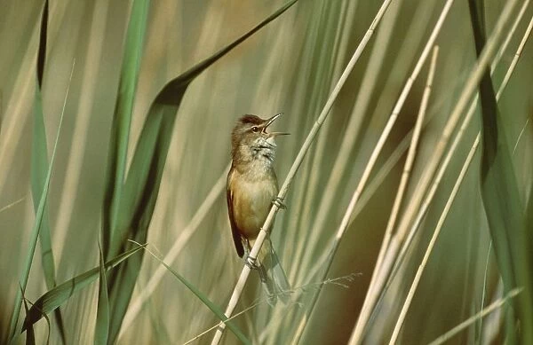 Great Reed Warbler - singing, sings to impress other males & defend territory