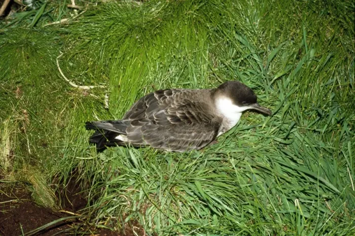 Framed Print : Great Shearwater - Gough Island Framed Print : Great Shearwater - Gough Island