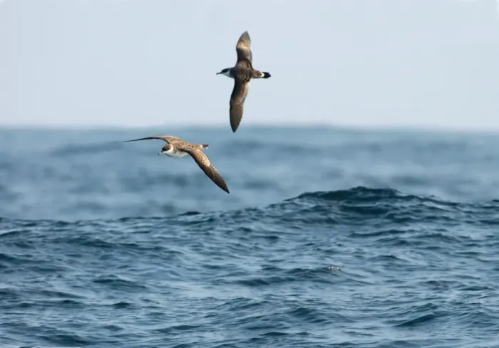 Framed Print : Great Shearwater RES 273 In flight over water Puffinus gravis © George Reszeter / ardea. com Framed Print : Great Shearwater RES 273 In flight over water Puffinus gravis © George Reszeter / ardea. com