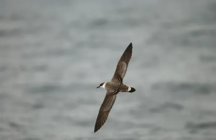 Framed Print : Great Shearwater RES 275 In flight over water Puffinus gravis © George Reszeter / ardea. com Framed Print : Great Shearwater RES 275 In flight over water Puffinus gravis © George Reszeter / ardea. com