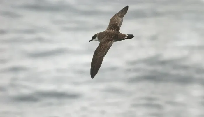 Framed Print : Great Shearwater RES 278 In flight over water Puffinus gravis © George Reszeter / ardea. com Framed Print : Great Shearwater RES 278 In flight over water Puffinus gravis © George Reszeter / ardea. com