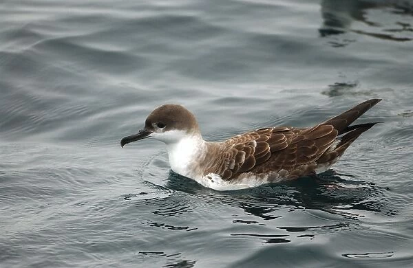 Great Shearwater RES 280 On water Puffinus gravis © George Reszeter  /  ardea. com