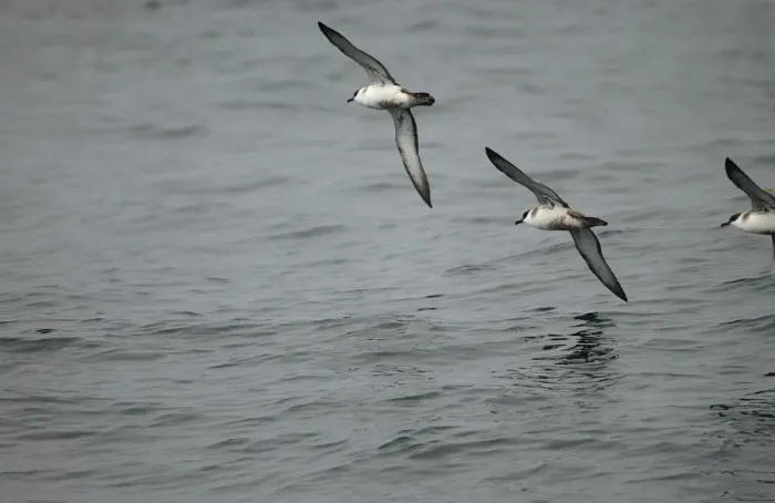 Framed Print : Great Shearwaters RES 281 In flight over water Puffinus gravis © George Reszeter / ardea. com Framed Print : Great Shearwaters RES 281 In flight over water Puffinus gravis © George Reszeter / ardea. com