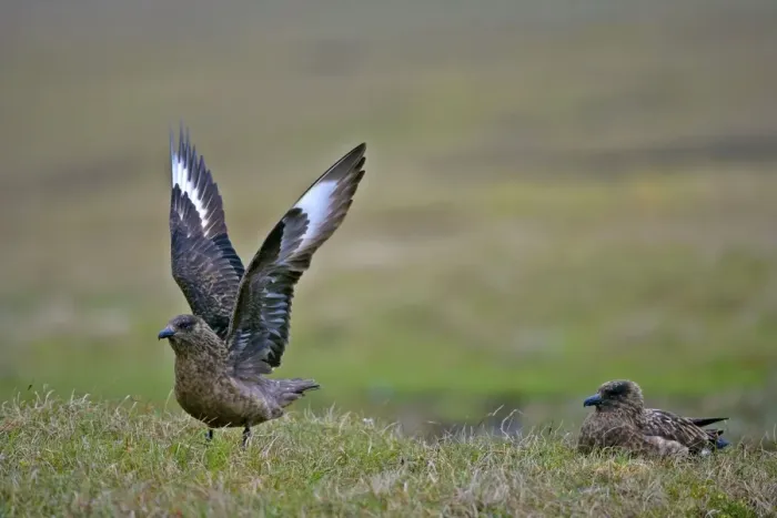 Framed Print : Great Skua two adults sitting on moorland with one about to lift off Hermaness Nature Reserve, Unst, Shetland Isles, Scotland, UK Framed Print : Great Skua two adults sitting on moorland with one about to lift off Hermaness Nature Reserve, Unst, Shetland Isles, Scotland, UK