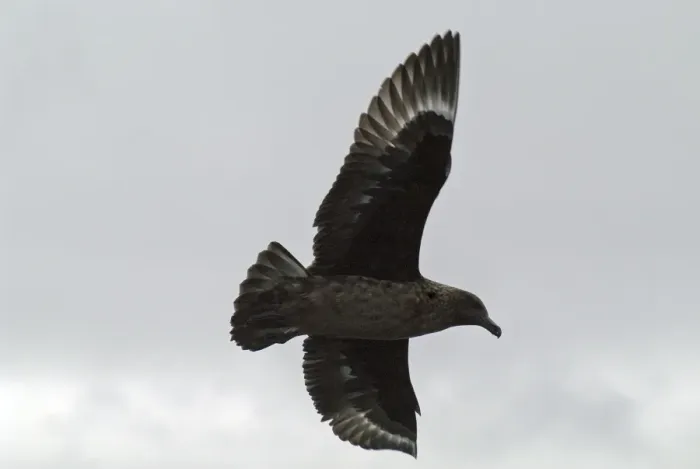 Framed Print : Great Skua - in flight Isles of Scilly, August Framed Print : Great Skua - in flight Isles of Scilly, August