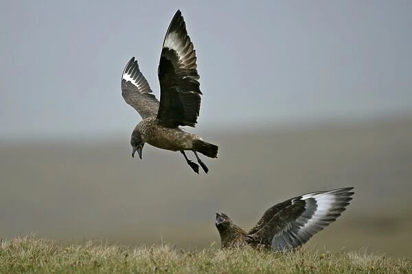 Great Skua one in flight and one sitting in moor quarrelling Hermaness Nature Reserve, Unst, Shetland Isles, Scotland, UK
