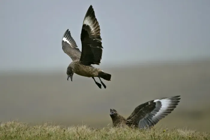 Framed Print : Great Skua one in flight and one sitting in moor quarrelling Hermaness Nature Reserve, Unst, Shetland Isles, Scotland, UK Framed Print : Great Skua one in flight and one sitting in moor quarrelling Hermaness Nature Reserve, Unst, Shetland Isles, Scotland, UK
