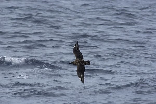Great Skua - in flight over waves Isles of Scilly, August
