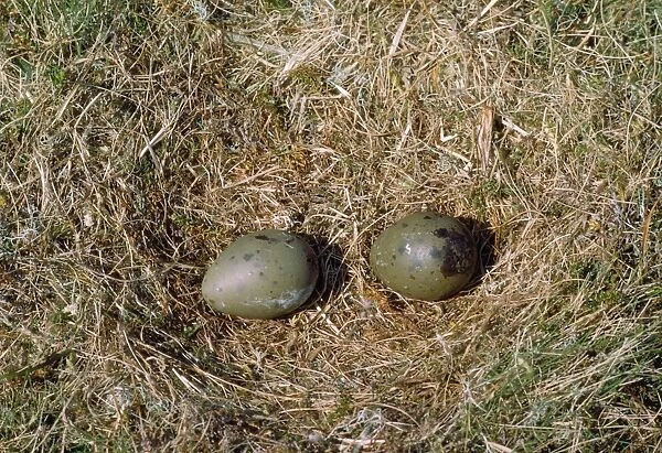 Great Skua - nest with eggs - Shetlands - UK