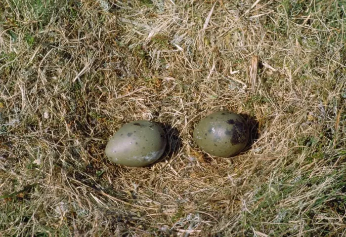 Framed Print : Great Skua - nest with eggs - Shetlands - UK Framed Print : Great Skua - nest with eggs - Shetlands - UK
