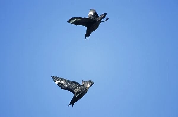 Great Skua - pair in aerial display