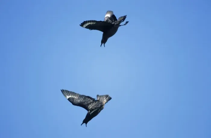 Framed Print : Great Skua - pair in aerial display Framed Print : Great Skua - pair in aerial display