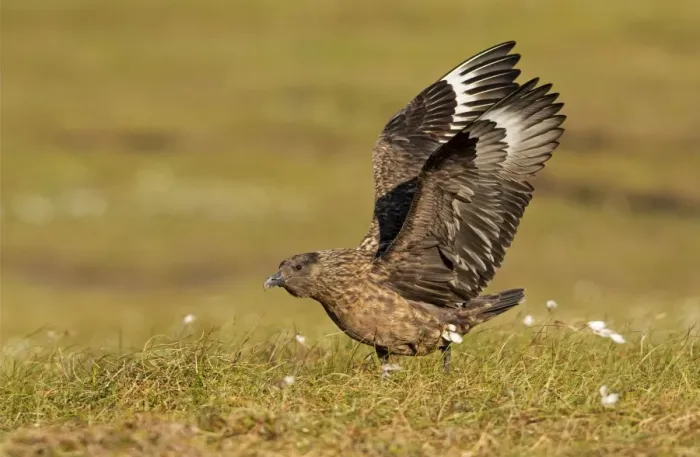 Framed Print : Great Skua - stretching wings before taking off - Herma Ness - Shetland Islands - Scotland - UK Framed Print : Great Skua - stretching wings before taking off - Herma Ness - Shetland Islands - Scotland - UK