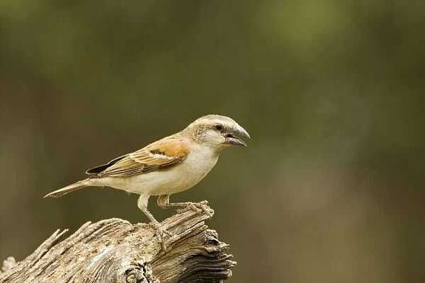 Great Sparrow - Female calling -North Western Namibia- Africa