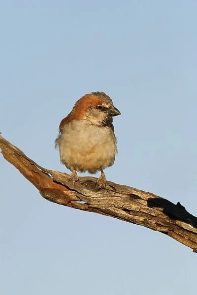 Great Sparrow Perched on dead tree branch Central Namibia, Africa
