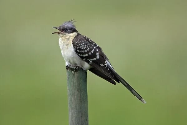 Great Spotted Cuckoo - calling from fence post, Extremadura, Spain