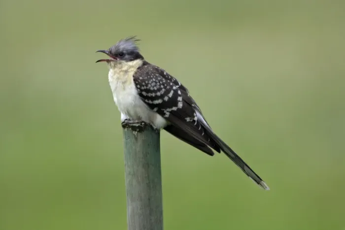 Framed Print : Great Spotted Cuckoo - calling from fence post, Extremadura, Spain Framed Print : Great Spotted Cuckoo - calling from fence post, Extremadura, Spain