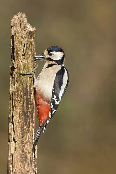 Great Spotted Woodpecker Adult male feeding on grubs found in the top of a rotton dead wood stump. Cleveland, UK
