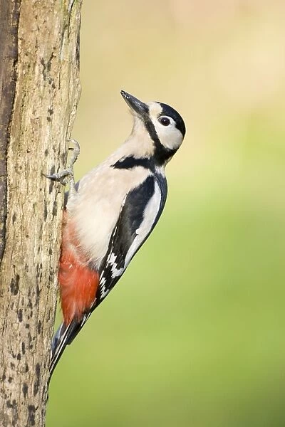 Great Spotted Woodpecker Adult male on a rotton dead wood stump showing saturated red vent. Cleveland, UK