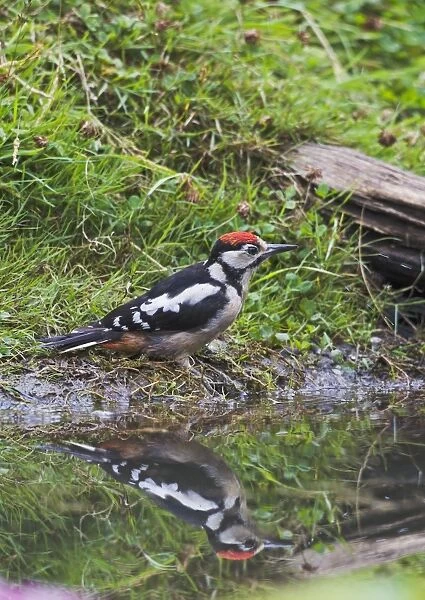 Great Spotted Woodpecker - bathing in pond - Bedfordshire UK 11818