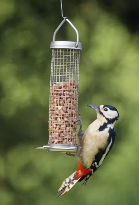Framed Print : Great Spotted Woodpecker - on bird feeder Framed Print : Great Spotted Woodpecker - on bird feeder