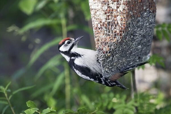 Great-Spotted Woodpecker - on feeder