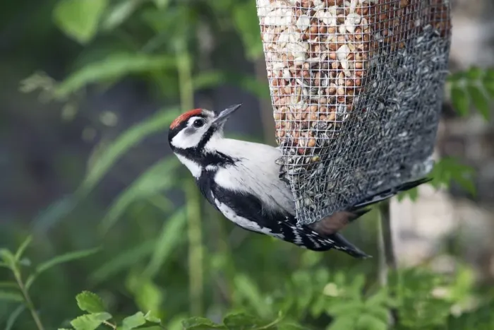 Framed Print : Great-Spotted Woodpecker - on feeder Framed Print : Great-Spotted Woodpecker - on feeder