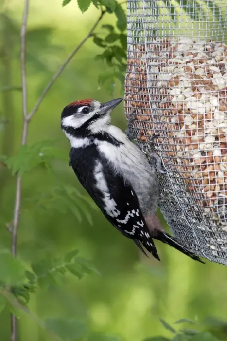 Framed Print : Great-Spotted Woodpecker - on feeder. Finland Framed Print : Great-Spotted Woodpecker - on feeder. Finland