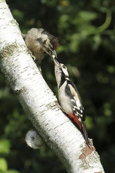 Great Spotted Woodpecker - feeding juvenile bird - on birch tree stem - Lower Saxony - Germany