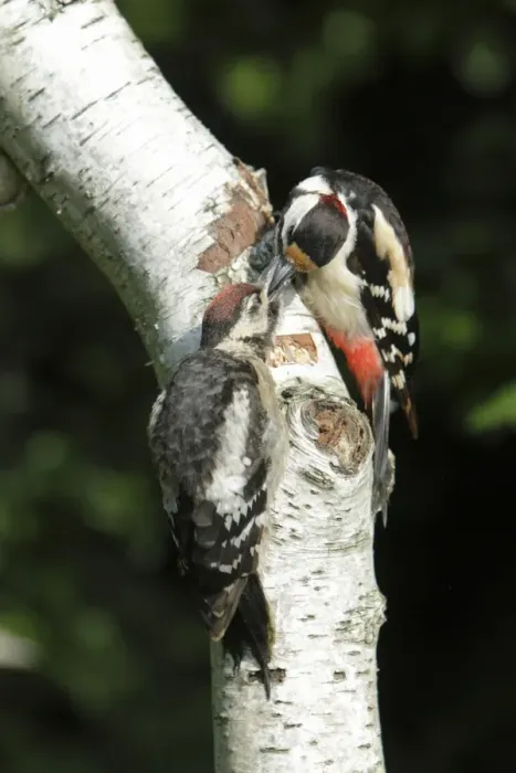 Framed Print : Great Spotted Woodpecker - feeding juvenile bird - on birch tree stem - Lower Saxony - Germany Framed Print : Great Spotted Woodpecker - feeding juvenile bird - on birch tree stem - Lower Saxony - Germany