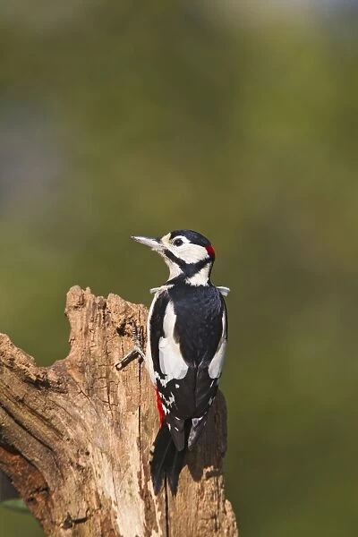 Great Spotted Woodpecker - feeding on stump - Bedfordshire UK 11800