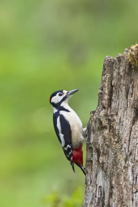 Framed Print : Great Spotted Woodpecker - feeding on stump - Bedfordshire UK 11812 Framed Print : Great Spotted Woodpecker - feeding on stump - Bedfordshire UK 11812