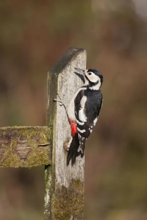 Framed Print : Great Spotted Woodpecker - female - Cornwall - UK Framed Print : Great Spotted Woodpecker - female - Cornwall - UK