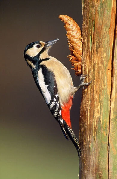 Great Spotted Woodpecker - female at fir cone 'anvil'