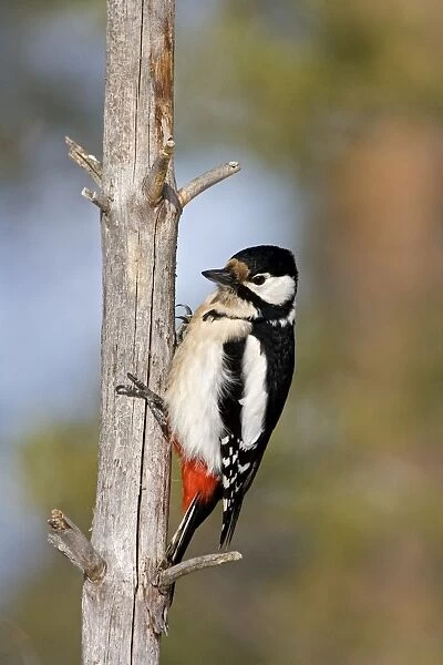 Great Spotted Woodpecker -female perched on dead branch showing it's claws, March, Finland