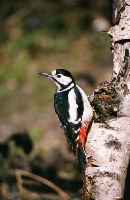 Framed Print : Great Spotted Woodpecker - female UK Framed Print : Great Spotted Woodpecker - female UK