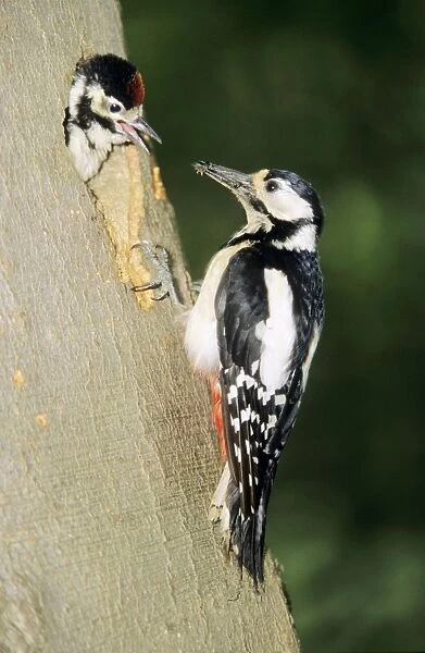 Great Spotted Woodpecker - female with young at nest entrance