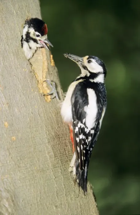 Framed Print : Great Spotted Woodpecker - female with young at nest entrance Framed Print : Great Spotted Woodpecker - female with young at nest entrance