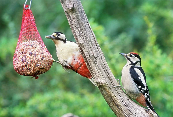 Great-Spotted WOODPECKER - female and young on seeds, nut & suet feeder