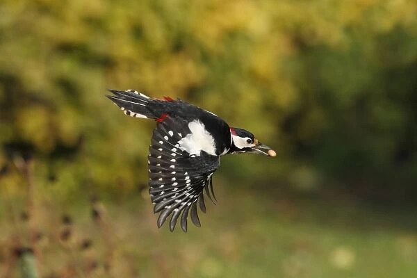 Great Spotted Woodpecker - in flight with peanut in beak - Northumberland - England