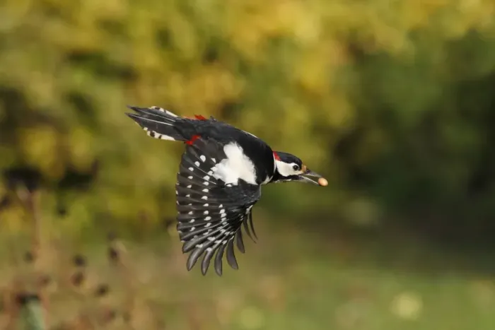 Framed Print : Great Spotted Woodpecker - in flight with peanut in beak - Northumberland - England