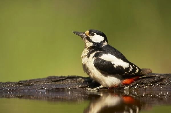 Great Spotted Woodpecker - At forest pool Dendrocopos major Hungary BI016607